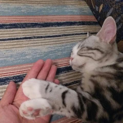 (猫语咖啡攻略)探寻猫语咖啡官网：品味猫与咖啡的完美融合体验
