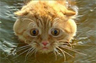 猫咪和汤无限钻石全解锁最新版2024下载-猫咪和汤无限钻石官方版下载v.6.27